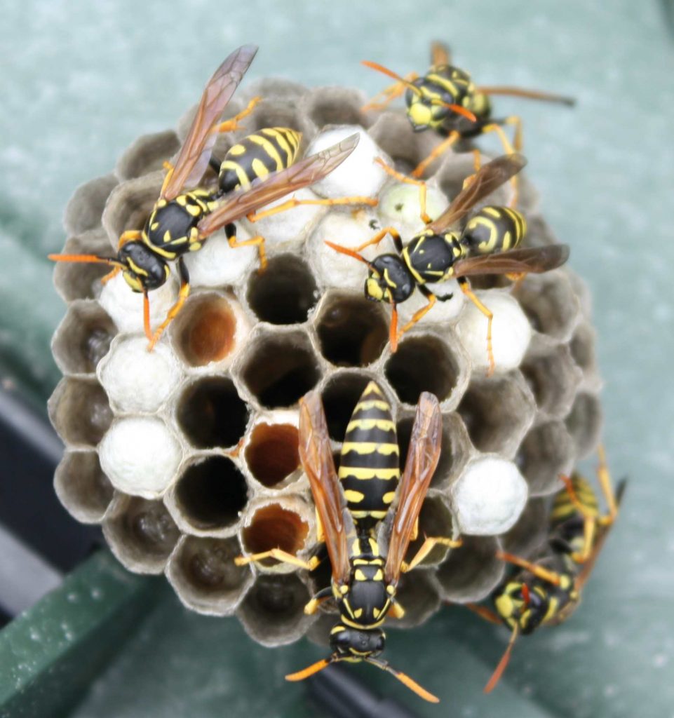 Wasp Removal Wilmslow | Knutsford | Cheshire Window Cleaning